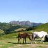 Caballos pastando libremente