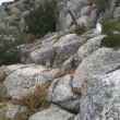 Época de cría - Polluelos de gaviota en la trepada final.