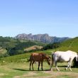 Caballos pastando libremente - 