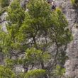 Pau on top... - A un paso se quedó Pau de encadenar en top este pedazo de 6c+
