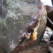 Escaramuza total - El Xicotiu lo da todo en Albarracín
